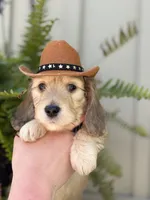 Sprout the silky, a male Miniature Dachshund for sale in Mayville, MI – 1 of 4
