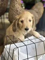 Sprout the silky, a male Miniature Dachshund for sale in Mayville, MI – 2 of 4