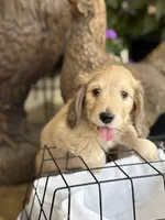 Sprout the silky, a male Miniature Dachshund for sale in Mayville, MI – 4 of 4