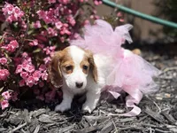 Poppy, a female Miniature Dachshund for sale in Mayville, MI – 4 of 4