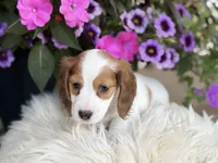 Poppy, a female Miniature Dachshund for sale in Mayville, MI – 2 of 4