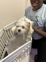 Teddy, a male Shih Tzu for sale in Chicago, IL – Photo 3 of 3