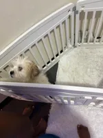 Teddy, a male Shih Tzu for sale in Chicago, IL – Photo 2 of 3