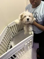 Teddy, a male Shih Tzu for sale in Chicago, IL – Photo 1 of 3