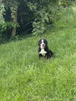 Tucker, a male Bernese Mountain Dog for sale in Cincinnati, OH – 9 of 10
