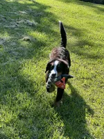 Tucker, a male Bernese Mountain Dog for sale in Cincinnati, OH – 10 of 10