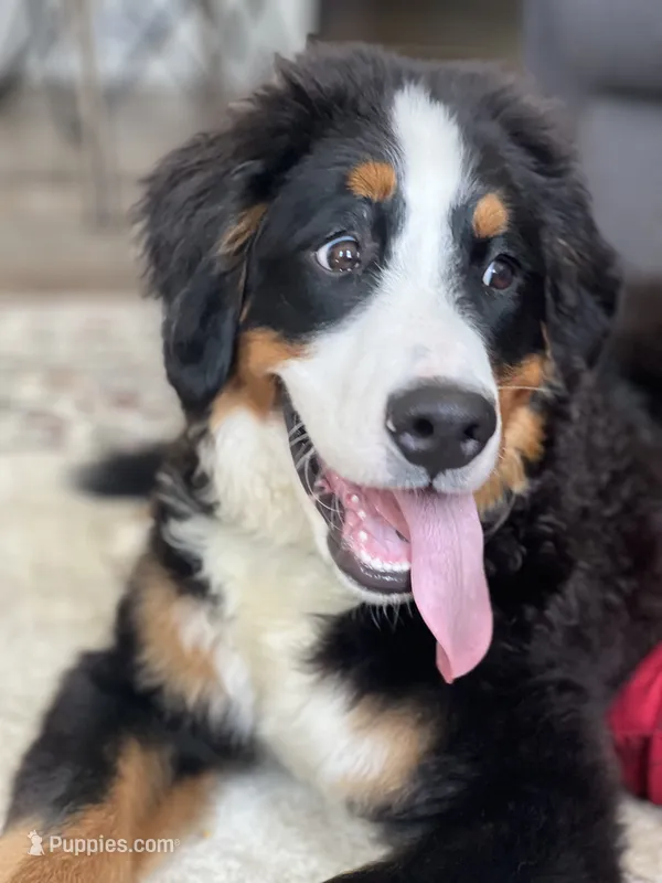 Tucker – Bernese Mountain Dog puppy for sale in Cincinnati, OH