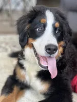 Tucker, a male Bernese Mountain Dog for sale in Cincinnati, OH – 1 of 10