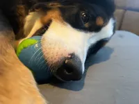 Tucker, a male Bernese Mountain Dog for sale in Cincinnati, OH – 5 of 10