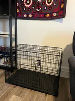 Tucker, a male Bernese Mountain Dog for sale in Cincinnati, OH – 7 of 10