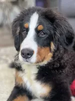 Tucker, a male Bernese Mountain Dog for sale in Cincinnati, OH – 3 of 10