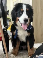 Tucker, a male Bernese Mountain Dog for sale in Cincinnati, OH – 4 of 10
