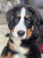 Tucker, a male Bernese Mountain Dog for sale in Cincinnati, OH – 2 of 10