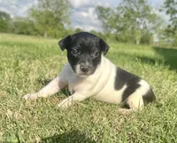 Harper, a female Rat Terrier for sale in Gorman, TX – Photo 2 of 3