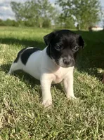 Harper, a female Rat Terrier for sale in Gorman, TX – Photo 1 of 3