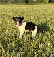 Momo, a female Rat Terrier for sale in Gorman, TX – 2 of 2