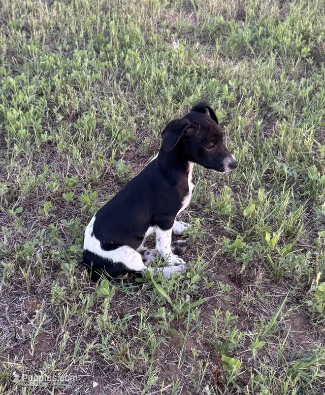 Koop – Rat Terrier puppy for sale in Gorman, TX