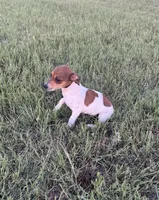 Millie, a female Rat Terrier for sale in Gorman, TX – 3 of 3