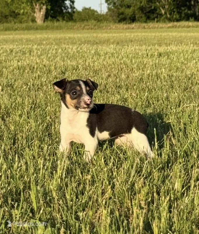 Tilly – Rat Terrier puppy for sale in Gorman, TX