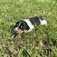 Cutter, a male Rat Terrier for sale in Gorman, TX – Photo 2 of 2