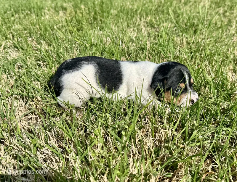 Cutter – Rat Terrier puppy for sale in Gorman, TX