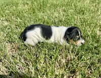 Cutter, a male Rat Terrier for sale in Gorman, TX – Photo 1 of 2