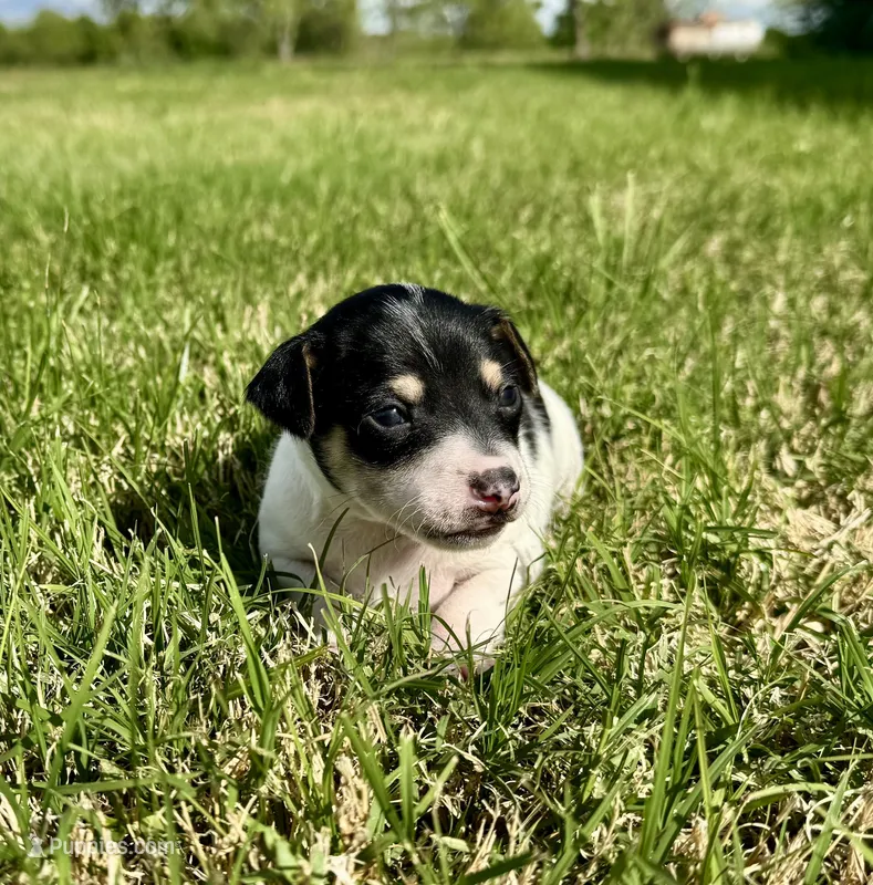 Tex – Rat Terrier puppy for sale in Gorman, TX
