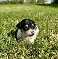 Tex, a male Rat Terrier for sale in Gorman, TX – Photo 1 of 2