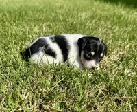 Tex, a male Rat Terrier for sale in Gorman, TX – Photo 2 of 2