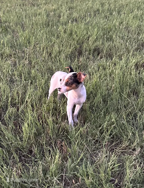 Luna  – Rat Terrier puppy for sale in Gorman, TX