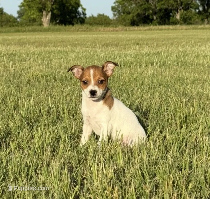 Laney – Rat Terrier puppy for sale in Gorman, TX