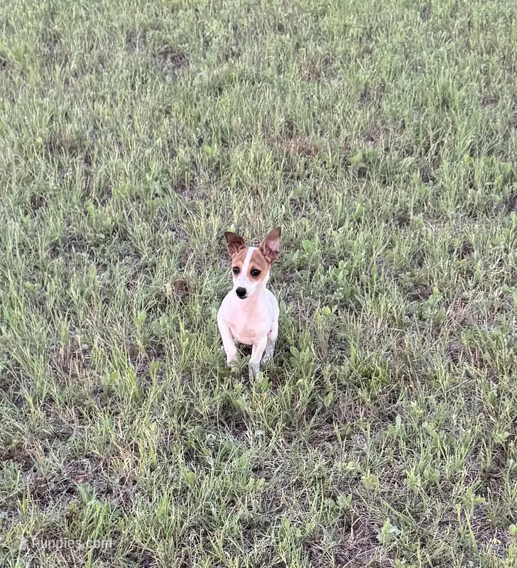 Walker – Rat Terrier puppy for sale in Gorman, TX