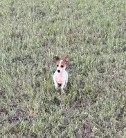Walker, a male Rat Terrier for sale in Gorman, TX – 1 of 3