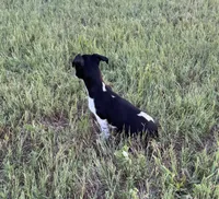 Koop, a male Rat Terrier for sale in Gorman, TX – 3 of 3