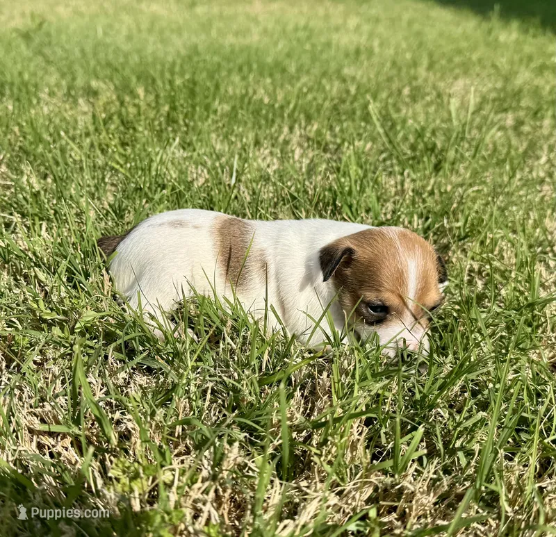 Laney – Rat Terrier puppy for sale in Gorman, TX