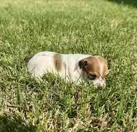 Laney, a female Rat Terrier for sale in Gorman, TX – Photo 1 of 2