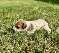 Laney, a female Rat Terrier for sale in Gorman, TX – Photo 2 of 2