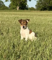 Millie, a female Rat Terrier for sale in Gorman, TX – 1 of 2