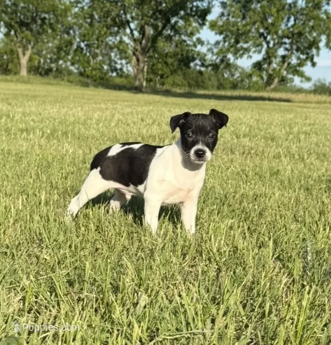 Spence  – Rat Terrier puppy for sale in Gorman, TX