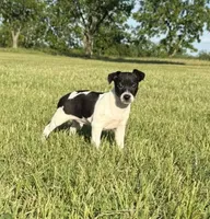 Spence , a male Rat Terrier for sale in Gorman, TX – 1 of 2