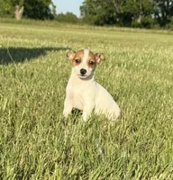 Walker, a male Rat Terrier for sale in Gorman, TX – 2 of 3