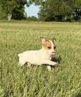 Walker, a male Rat Terrier for sale in Gorman, TX – 3 of 3