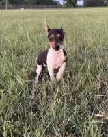 Goose, a male Rat Terrier for sale in Gorman, TX – 3 of 3