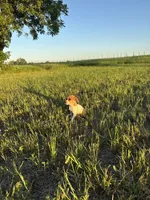 Queen B , a female Rat Terrier for sale in Gorman, TX – 2 of 3