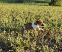 Rip, a male Rat Terrier for sale in Gorman, TX – 2 of 3