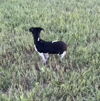 Koop, a male Rat Terrier for sale in Gorman, TX – 2 of 3