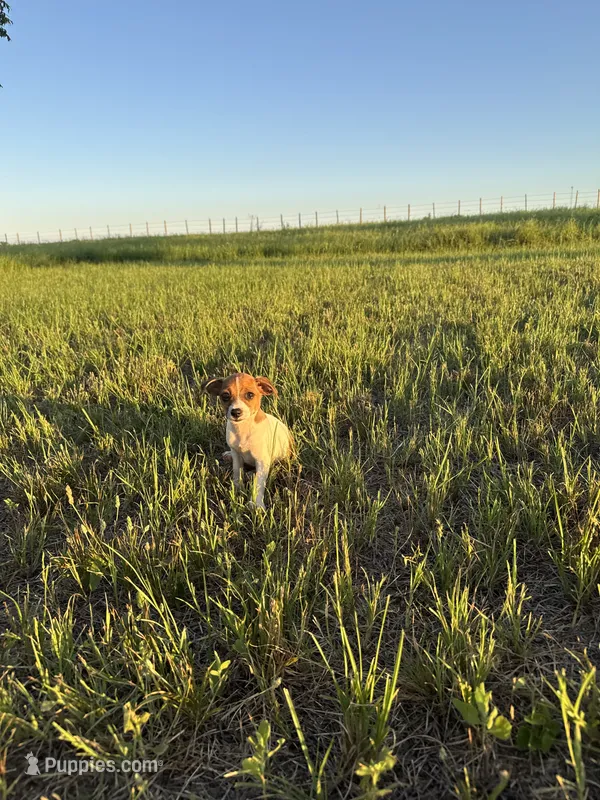 Queen B  – Rat Terrier puppy for sale in Gorman, TX