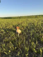 Queen B , a female Rat Terrier for sale in Gorman, TX – 1 of 3