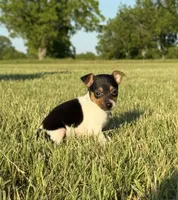 Goose, a male Rat Terrier for sale in Gorman, TX – 2 of 2