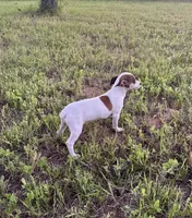Ivy, a female Rat Terrier for sale in Gorman, TX – 1 of 2